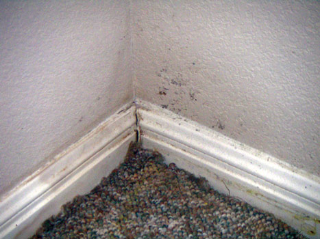 Mold has a foothold in nooks and crannies.